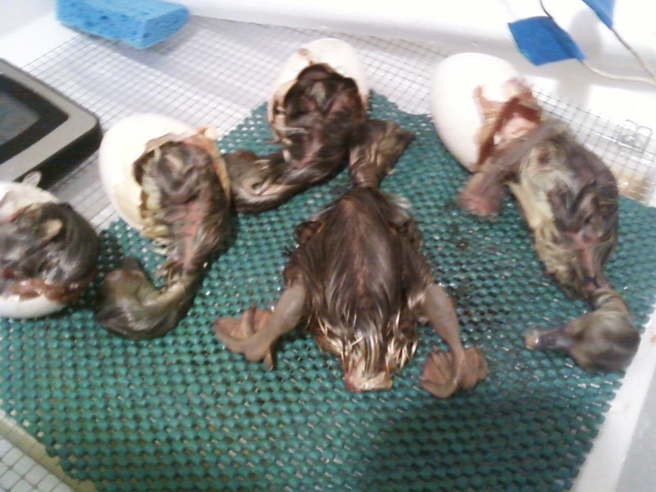 sebs hatching.jpg