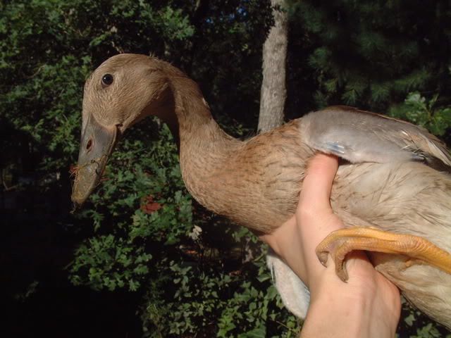 August2010219.jpg