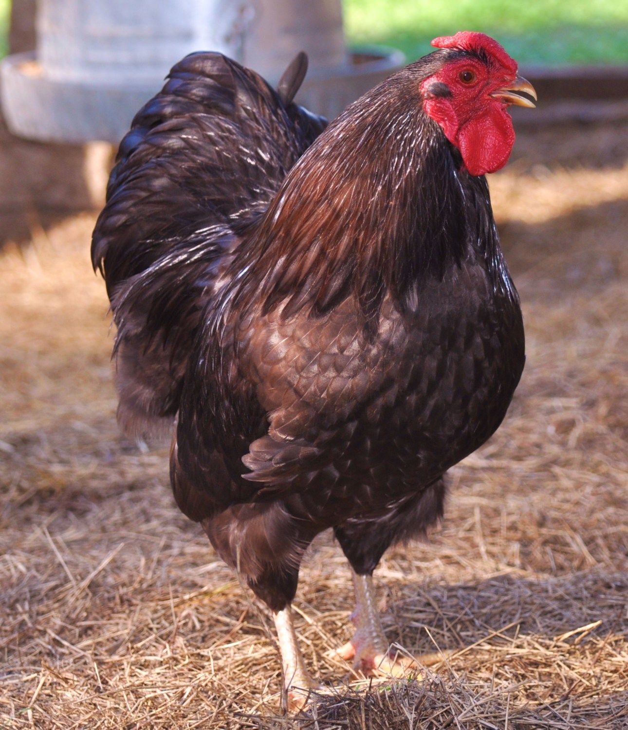 Rarest Chicken Breeds