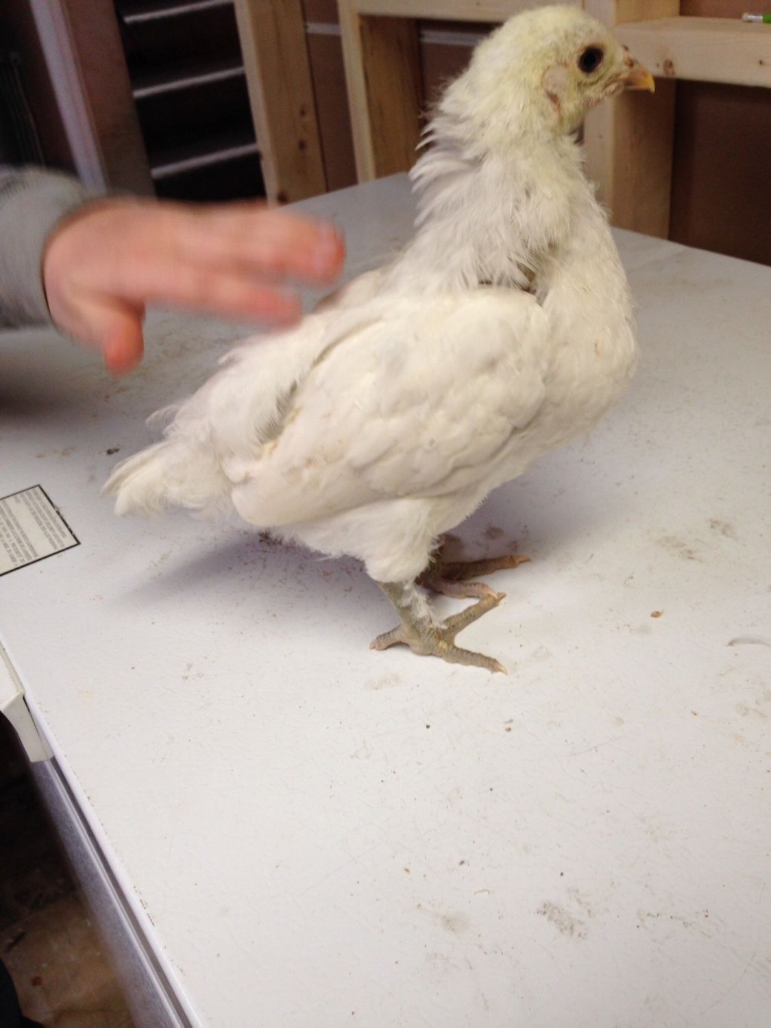 Is this an ameraucana? And are these copper Marans and possible ameraucana male or female?