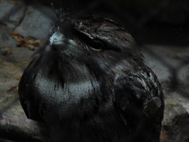 TawnyFrogmouth_Scowl_op_800x600.jpg
