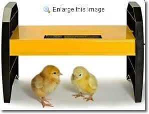 EcoGlow 20 Chick Brooder