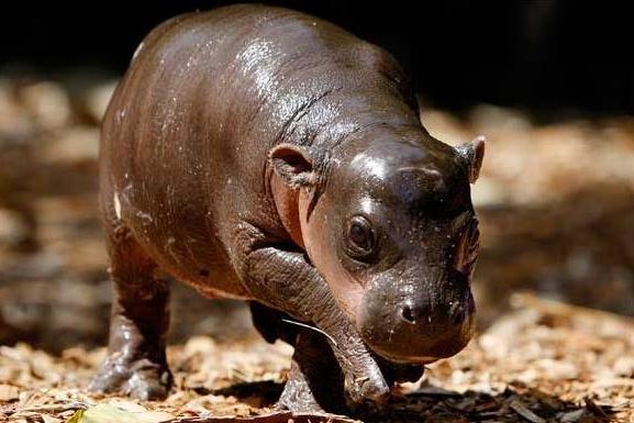 baby pygmy hippo