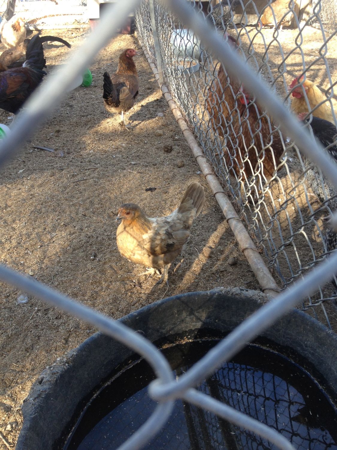 'Best' Chicken coop (Designed by J.Best ;-) )
