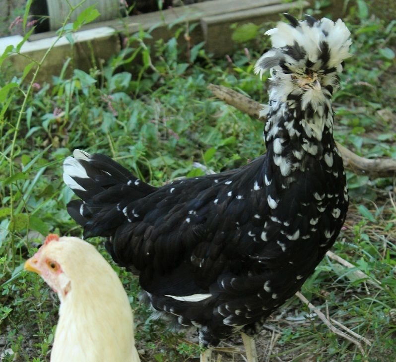 CSU - Chicken State University- Large Fowl SOP