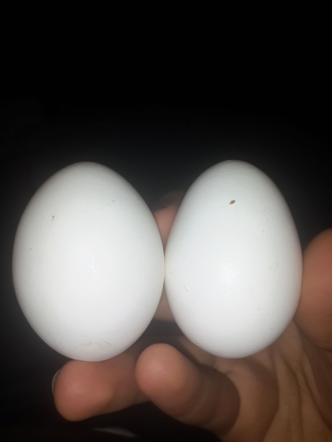 how do I distinguish between muscovy and hen egg?