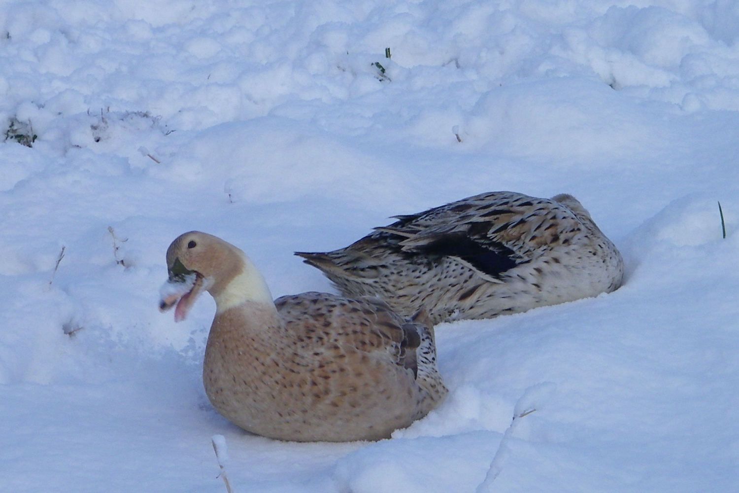 January 2012 207.JPG