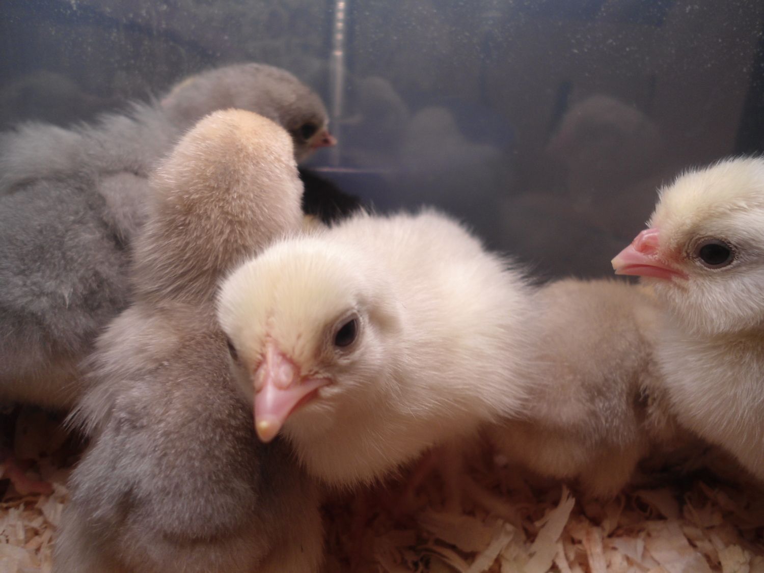 White frizzle cochin Btm