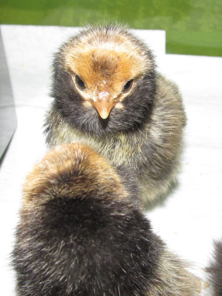 524x700px-LL-7222ea9d_chicks-day-2-e.jpeg