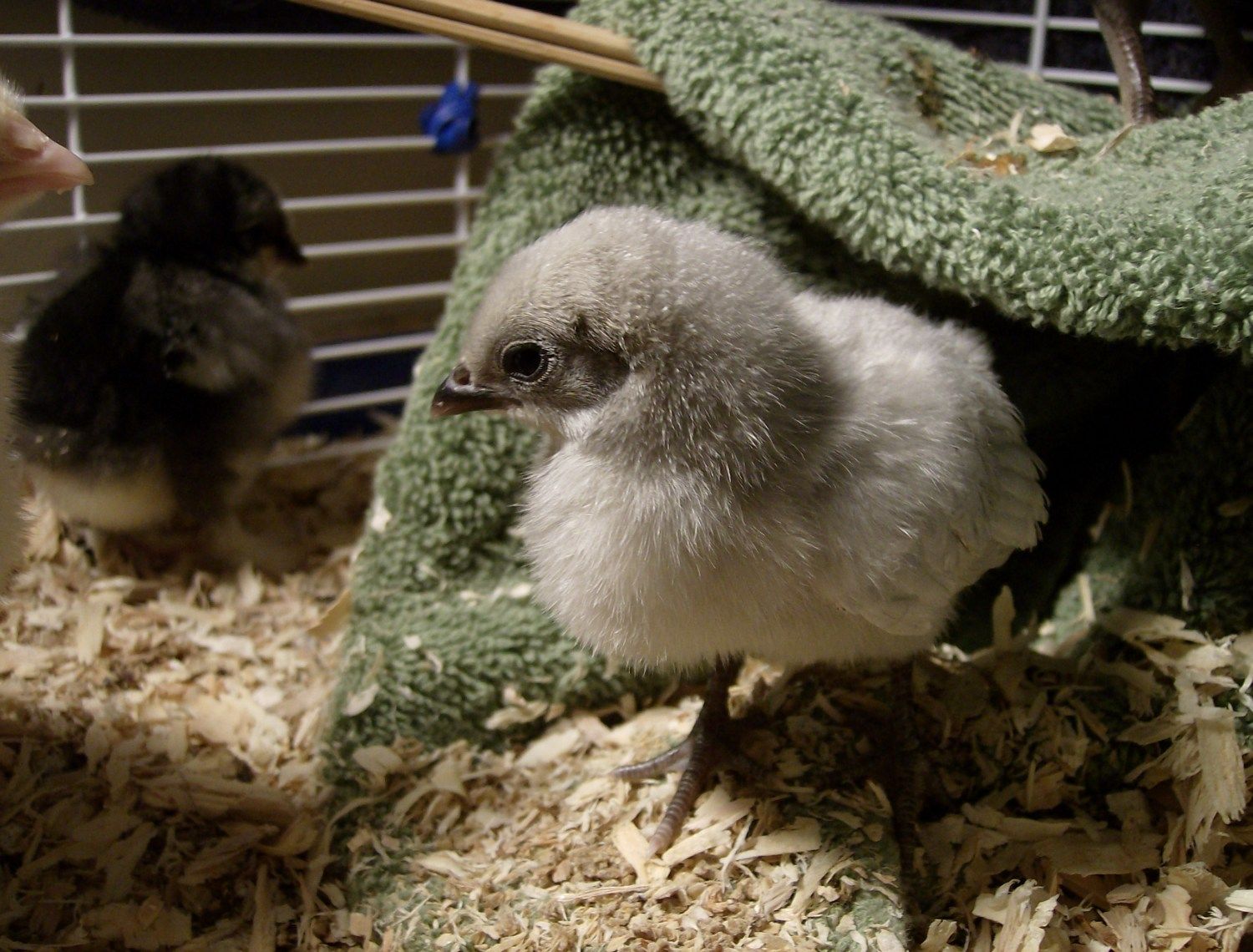 Bantam 1 1/2 week? Purchased 03/04/12
