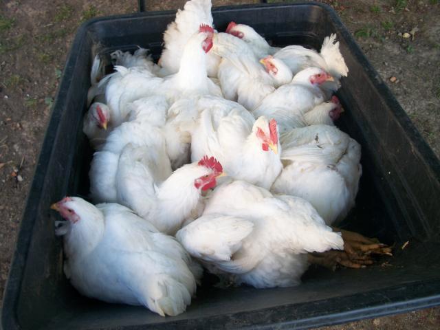 900x900px-LL-7541c2ed_6459_meat_chickens_processing_001.jpeg