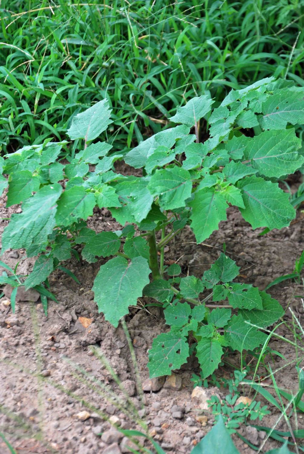 DSC_0424.JPG