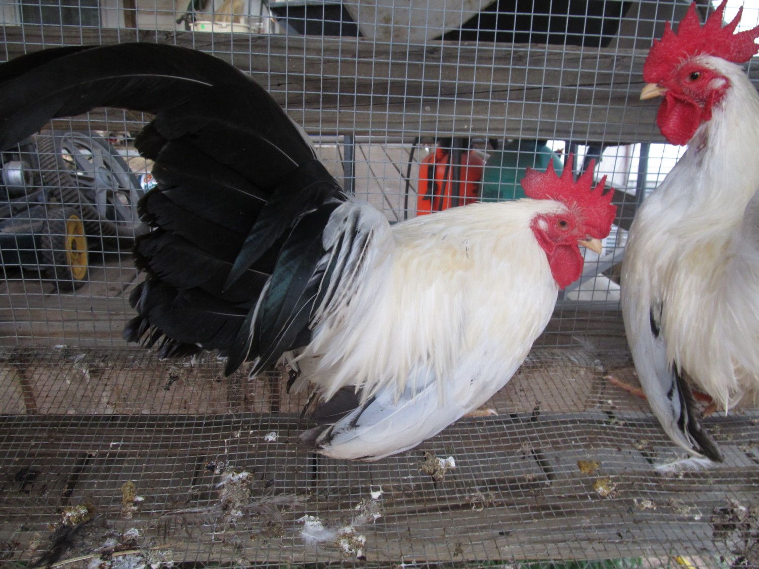 Roosters for sale 002.JPG