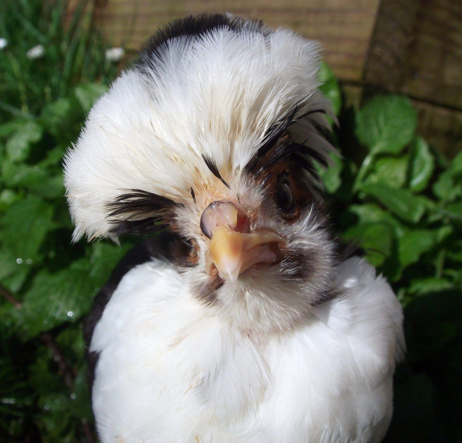 Tolbunt Polish | Page 60 | BackYard Chickens - Learn How To Raise Chickens