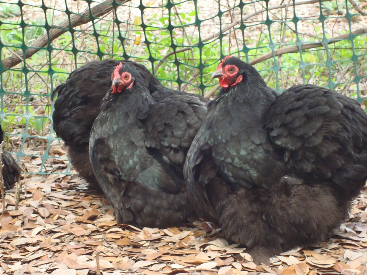 blackhens1.jpg