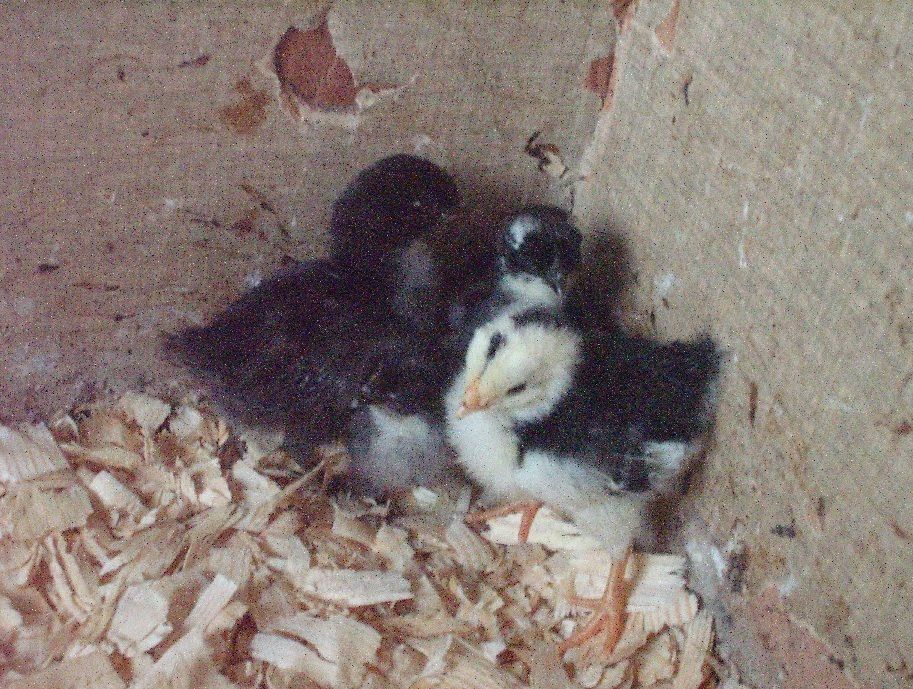 3 black Sumatra and 1 cochin hatched 6-24 pic 6-29.JPG