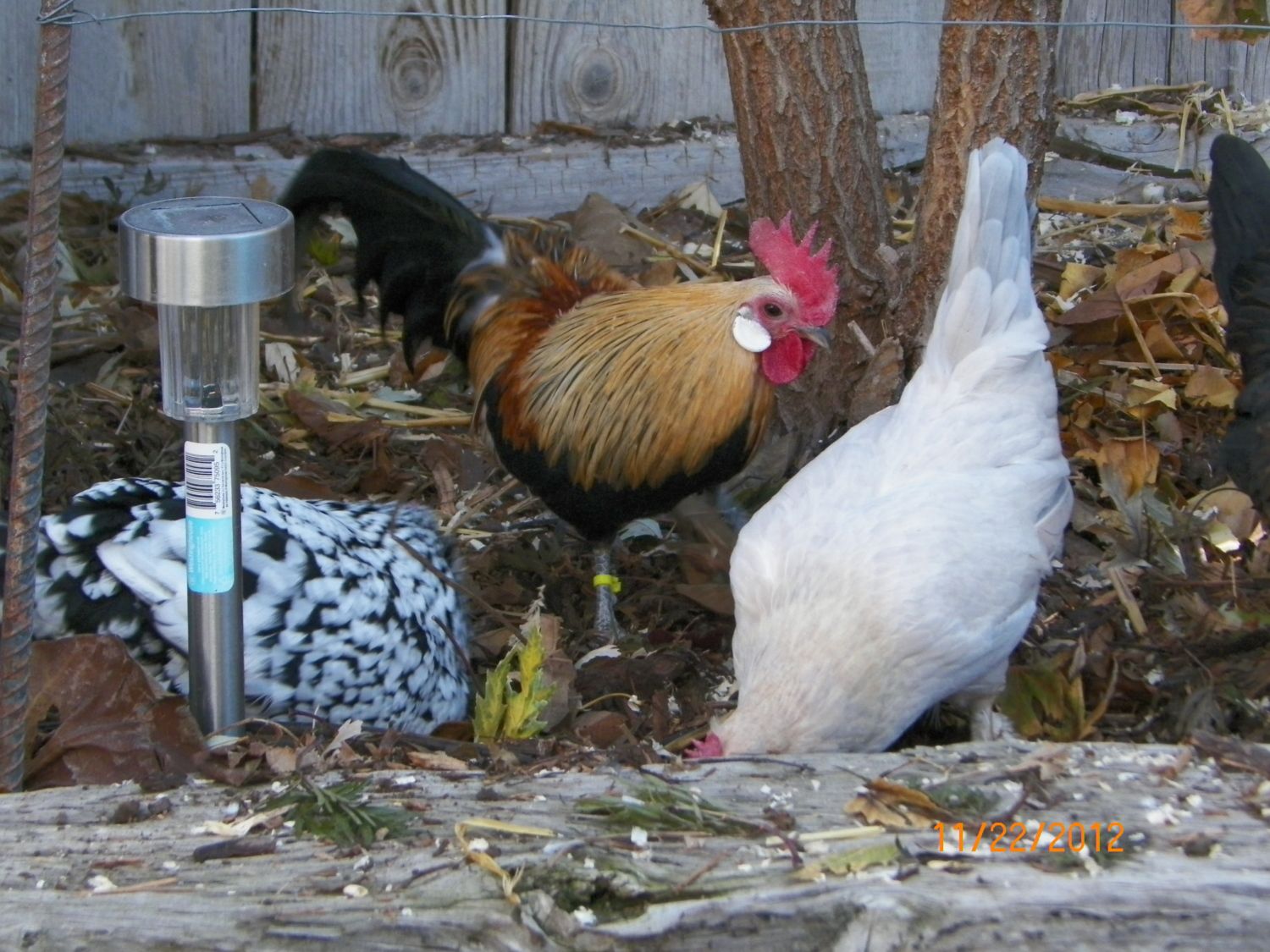 madwomn's photos in Chicken Behavior - The Ignorant Gal’s Guide to Things No Sane Person Would Tell You about Chickens