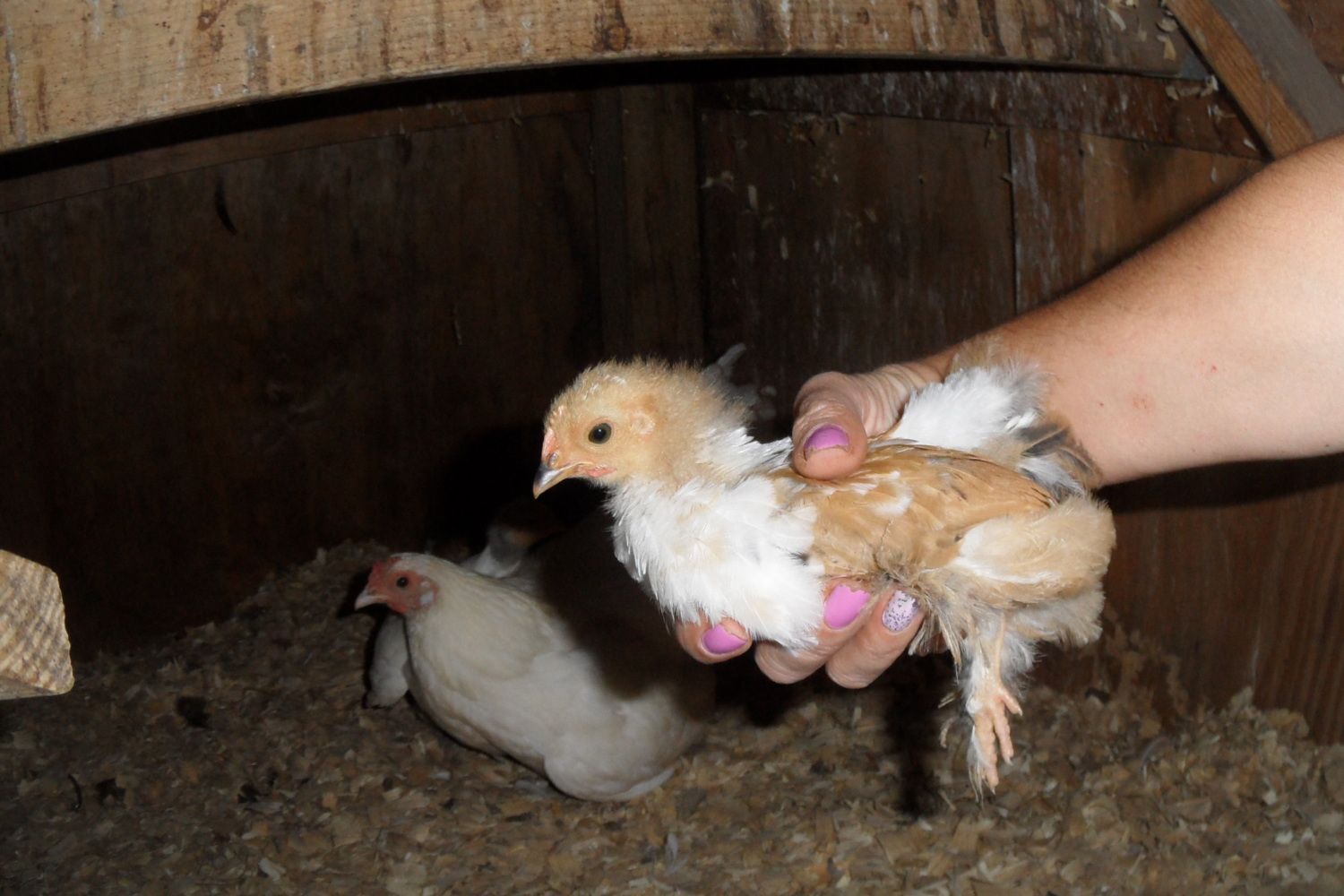 Puddin Fluff's photos in Not Sure If You've Got A Pullet Or Cockerel? Click Here! Thread 2