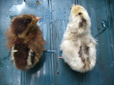 3riverschick's photos in Marans Thread - breed discussion & pictures are welcome!
