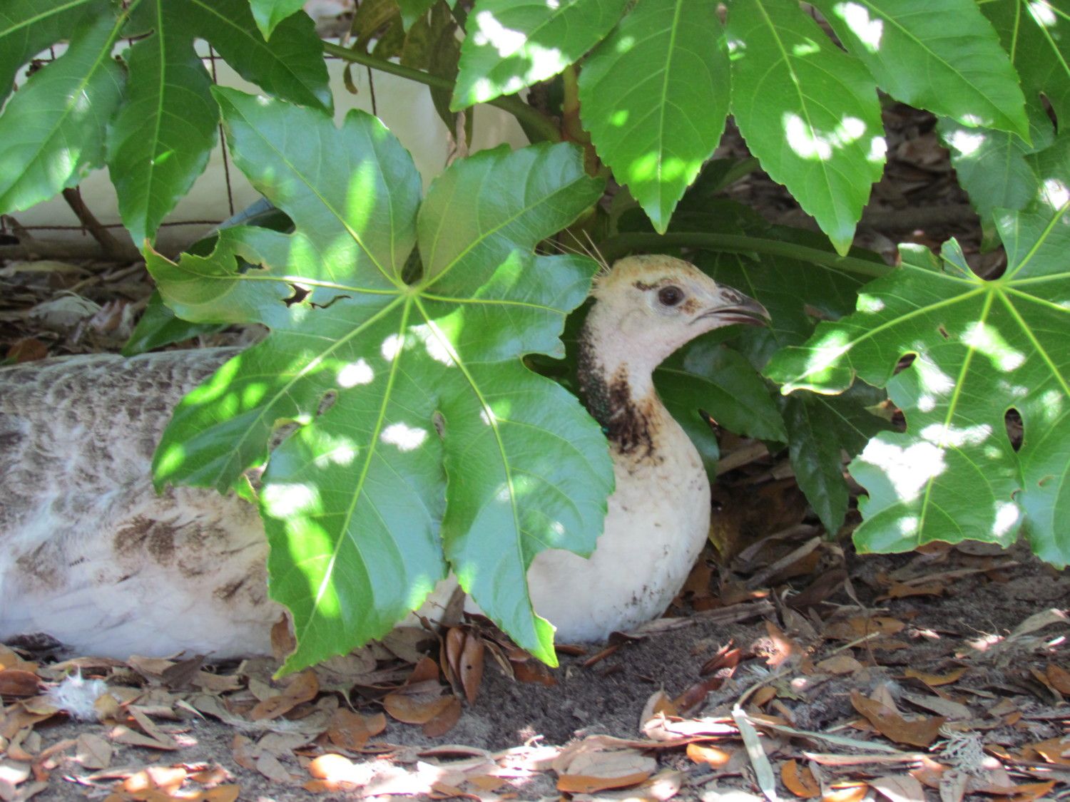 ANy Tips on what I can plant in my Aviary with my Peafowl? Want some color in there.