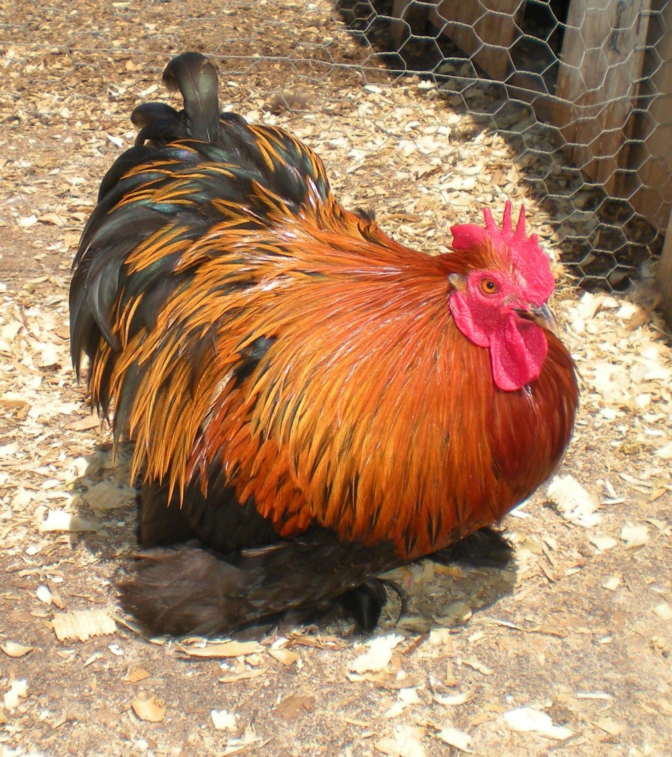 Red Hens
