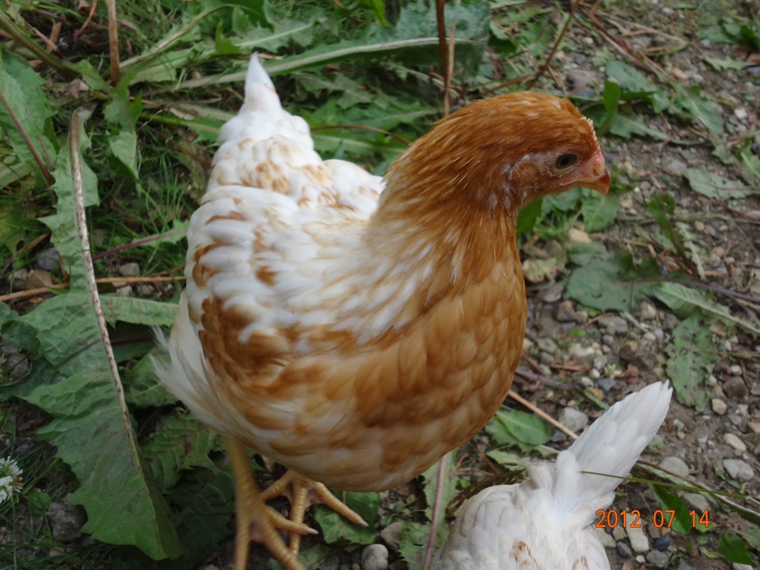 Henny Penny