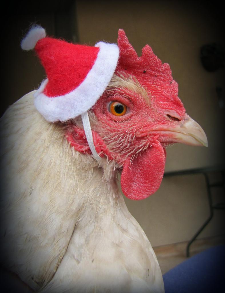 christmas chicken hat