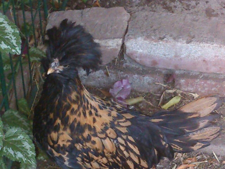 Golden Laced Polish possible cockerel needs home?