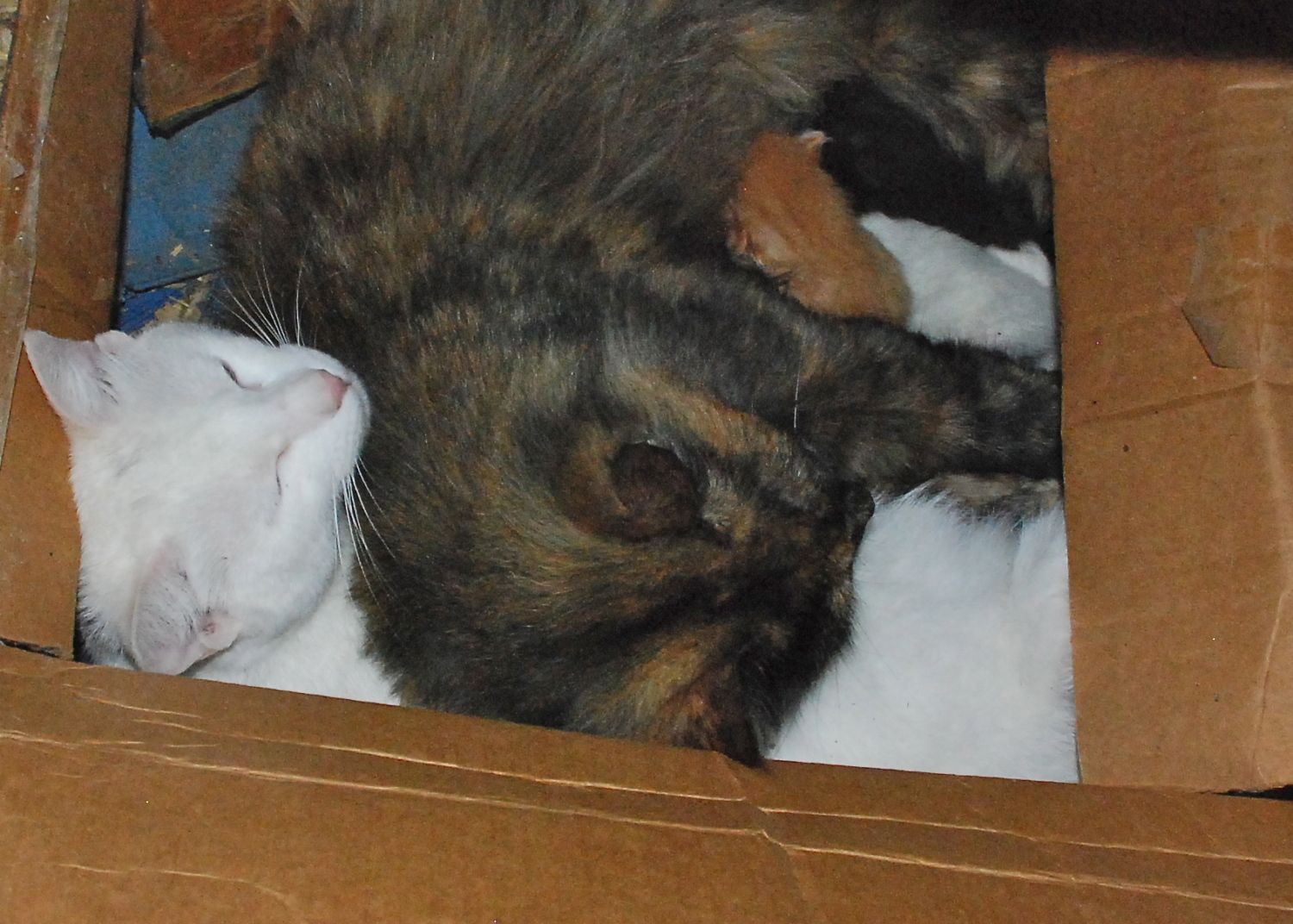 DSC_0038.JPG