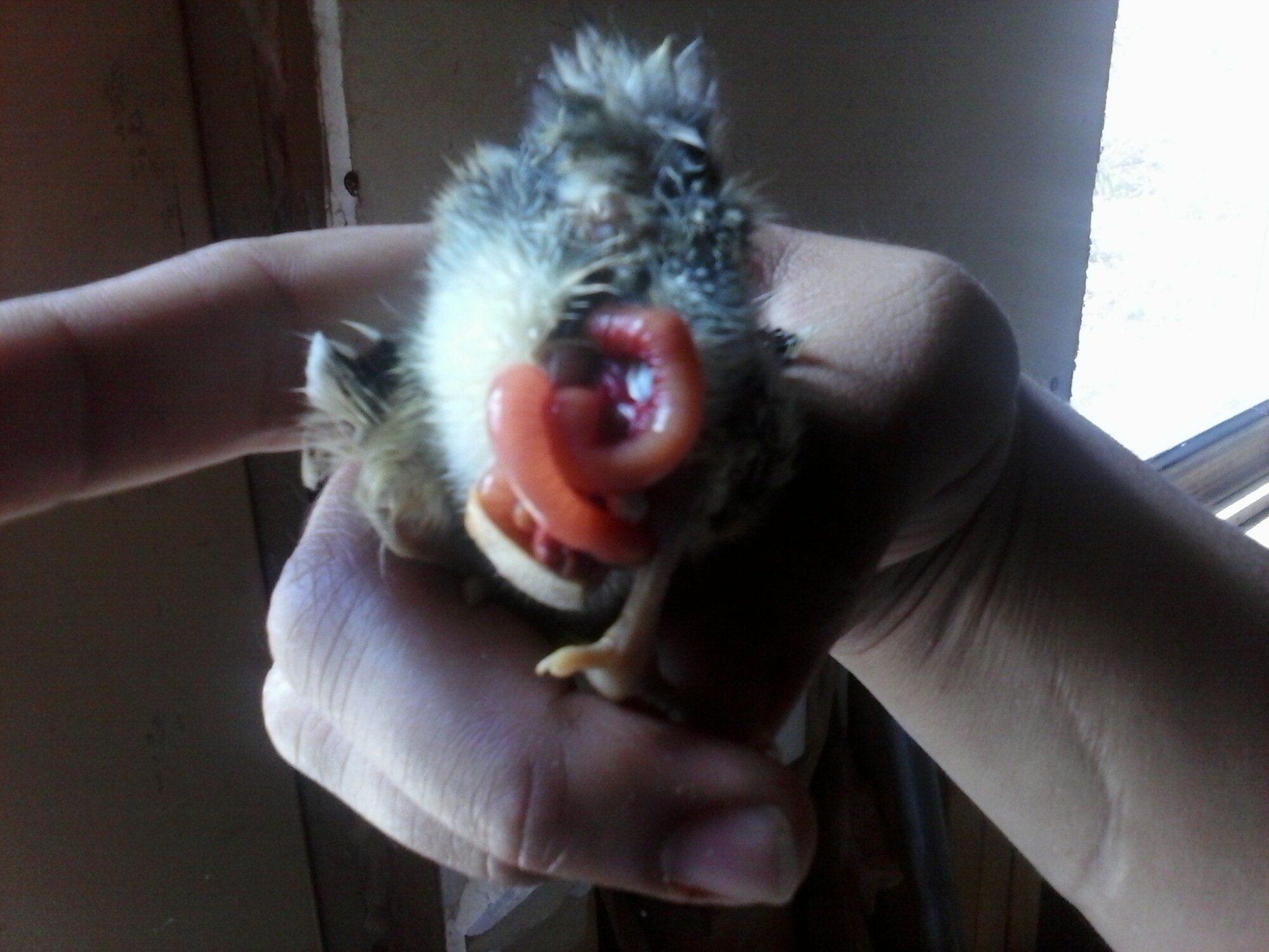 HELP!!! New chick has digestive problem? Need help on identifing and problem solving medical problem.