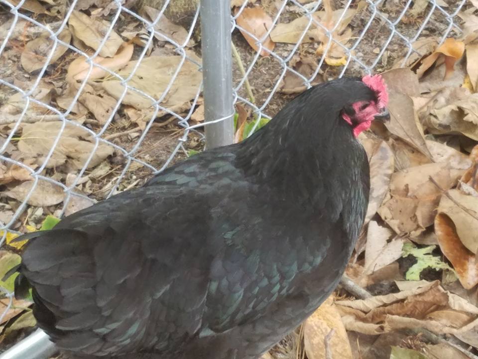 At what age do Black Australorps begin to lay their first eggs???