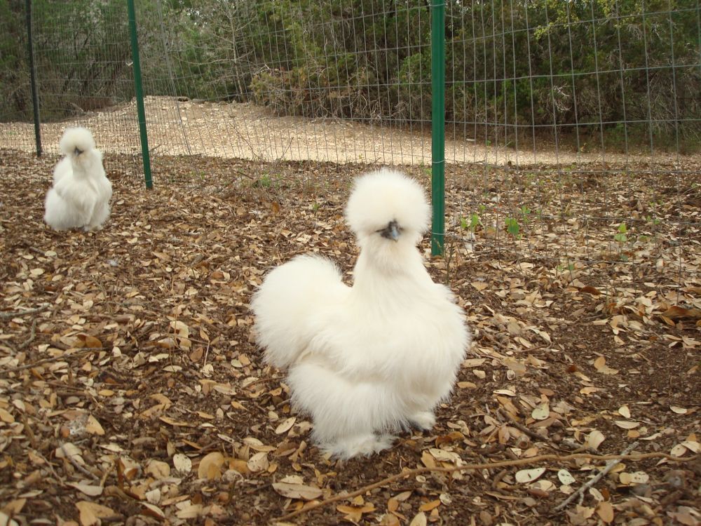 silkies18.jpg