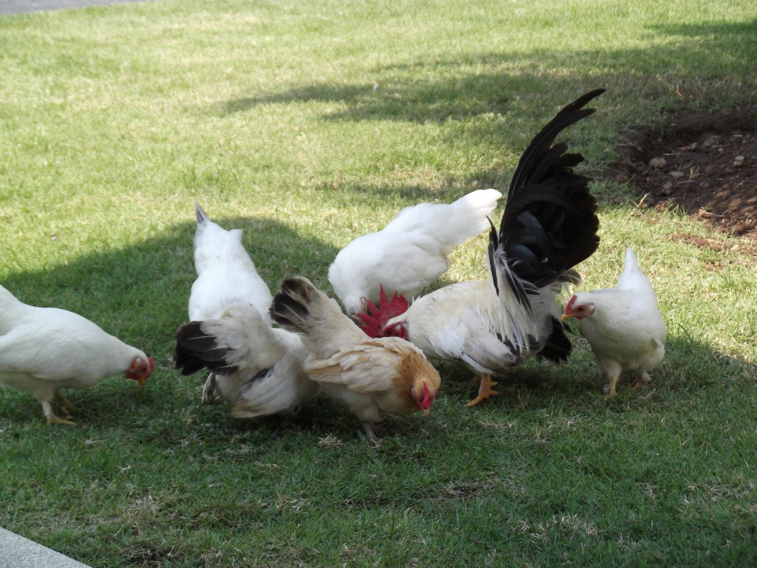 chickens 030.JPG