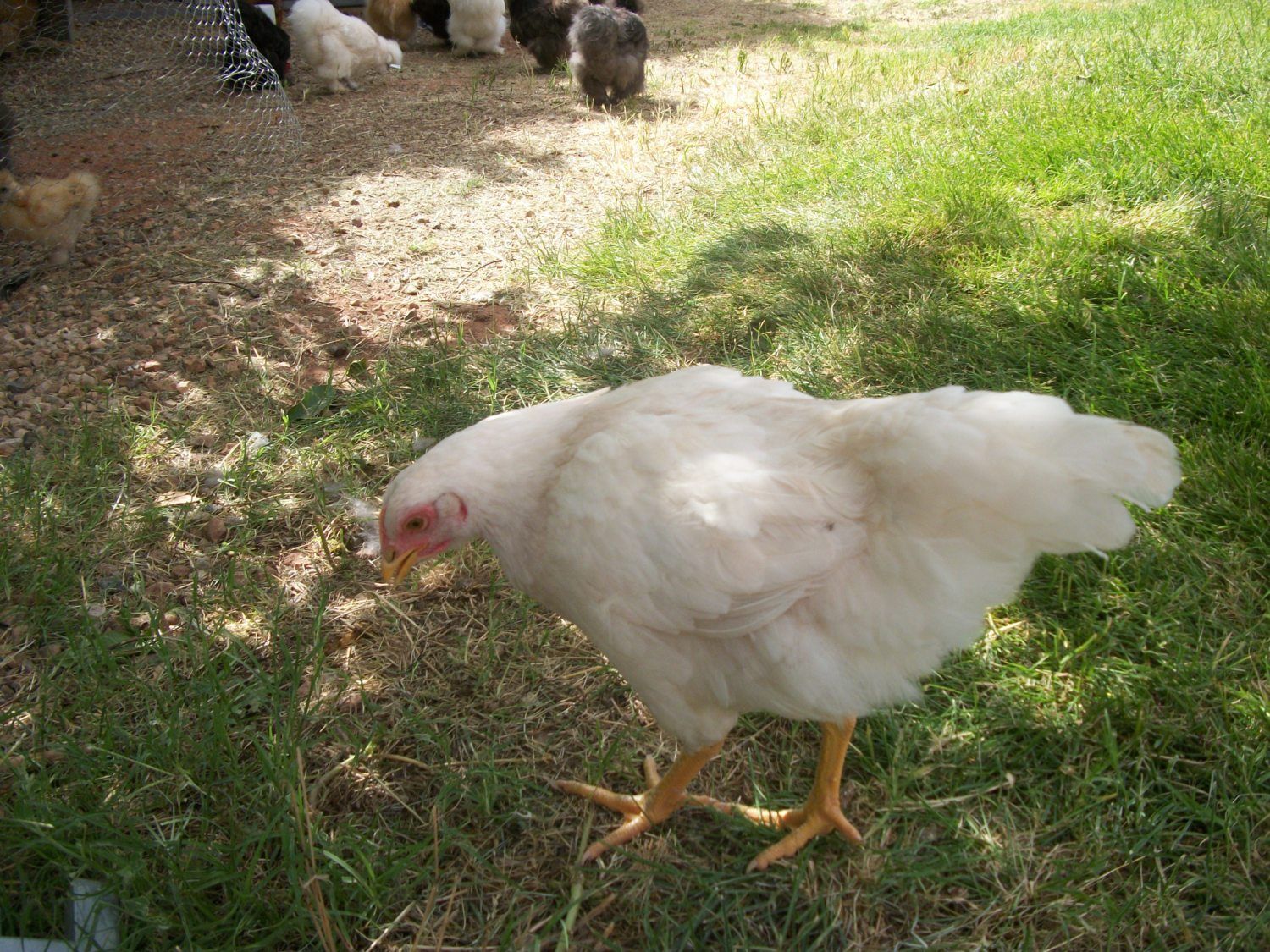 cornish game chickens