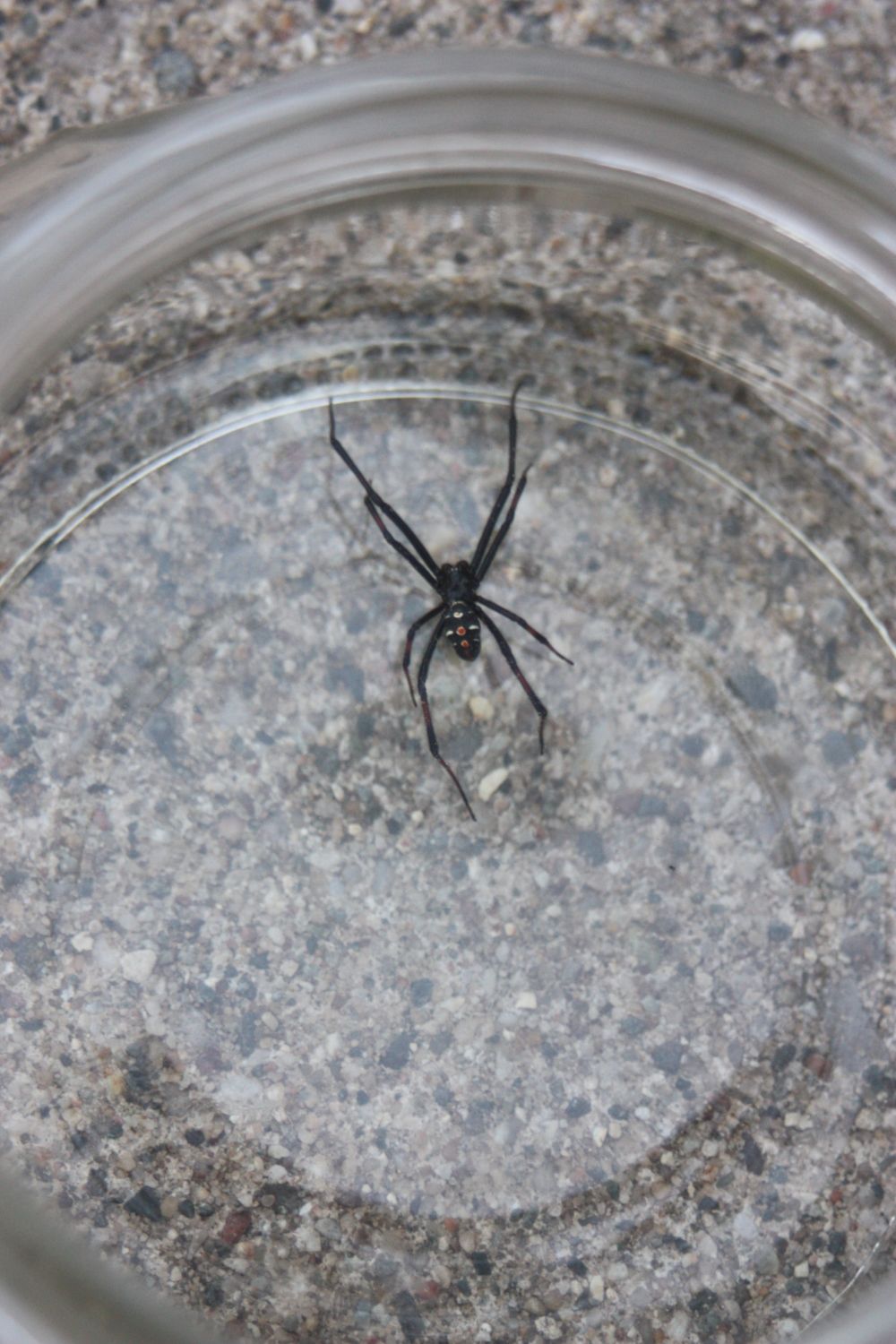 Northern Black Widow - Male