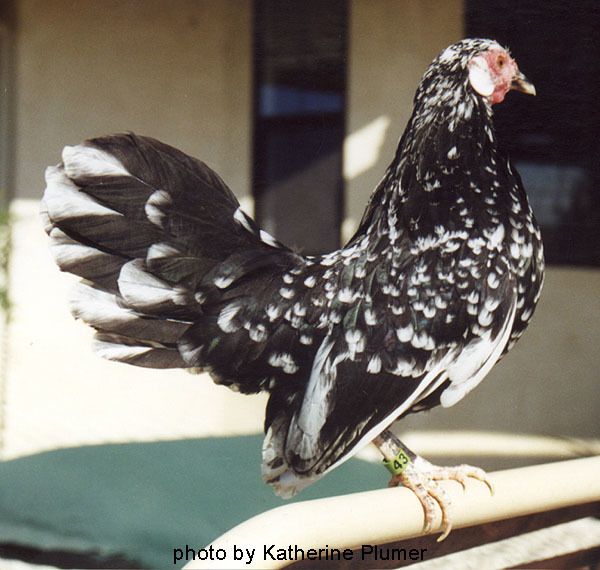 mottled hen