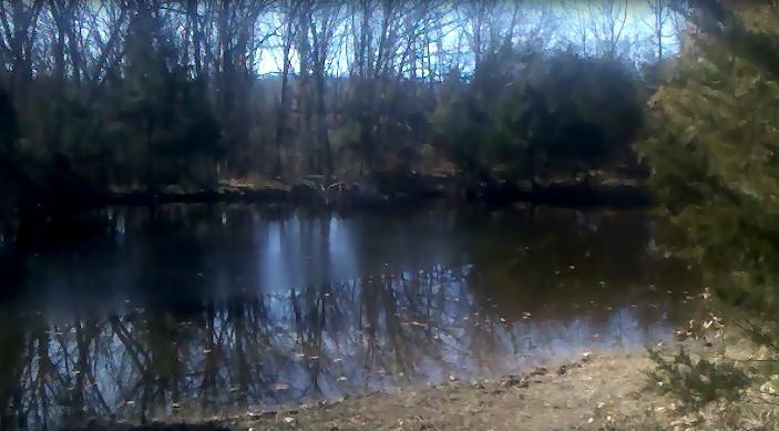pond.JPG