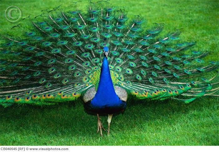 peacock_walking_across_grass_cb040545.jpg