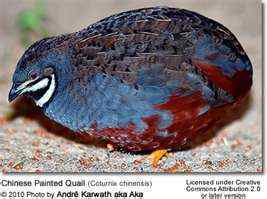 blue breasted quail