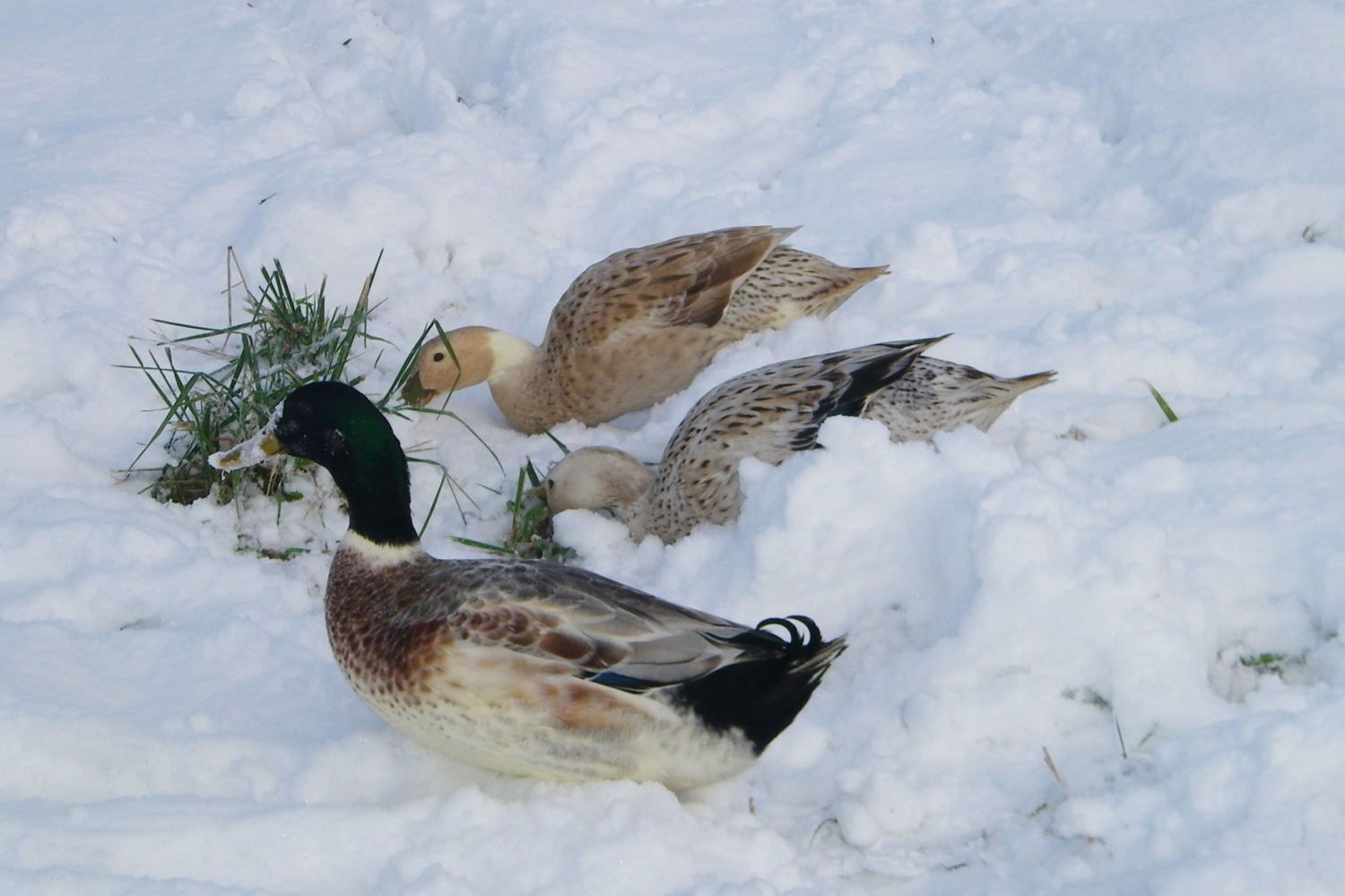 January 2012 223.JPG