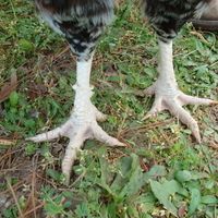 Feet.jpg