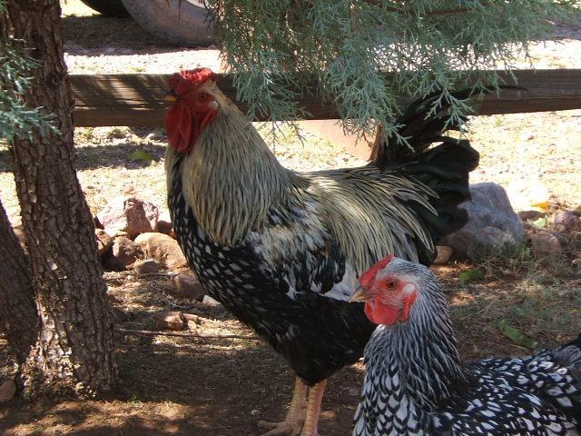 Blue Laced Salmon Wyandotte Pattern The Classroom The Coop