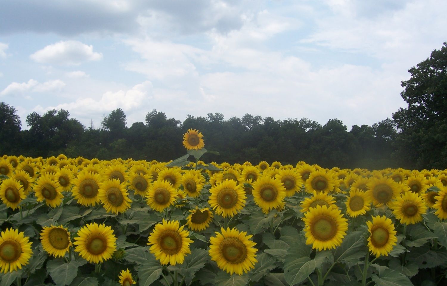 Sunflowers 6.jpg