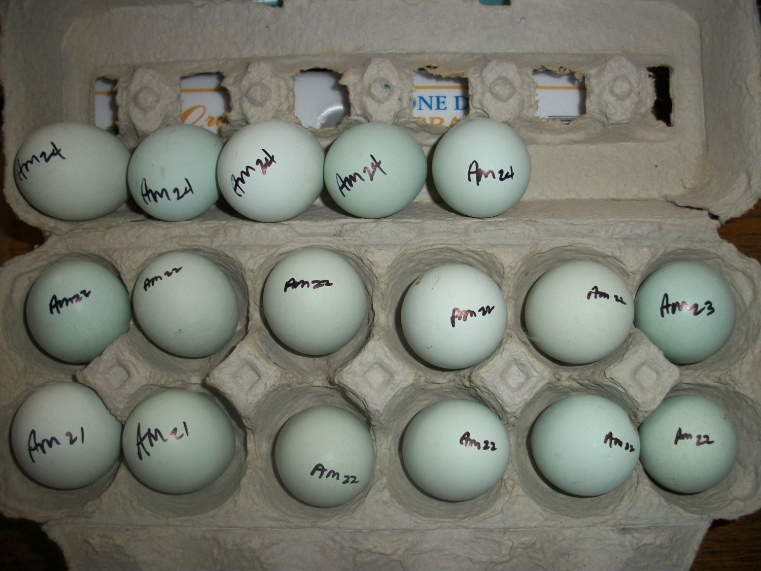 For Sale: 12+ Ameraucana eggs (blue / black)