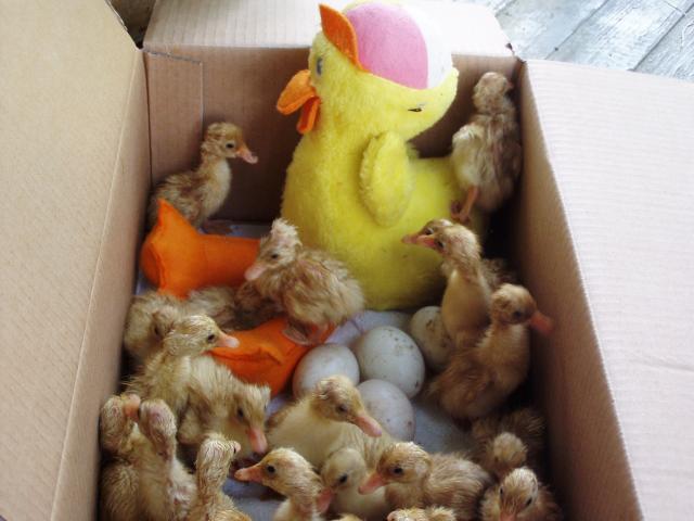 bargain's photos in Slimey duckling hatched