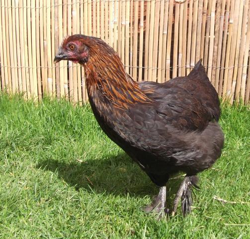 blackie.jpg