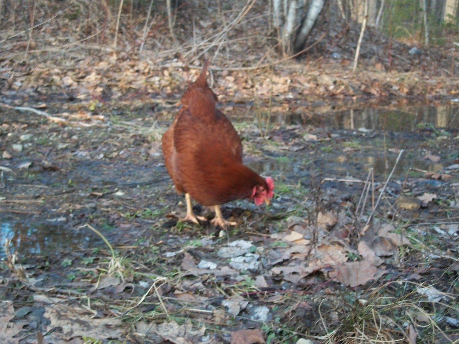 backyardchickens.com backyardchickens.com