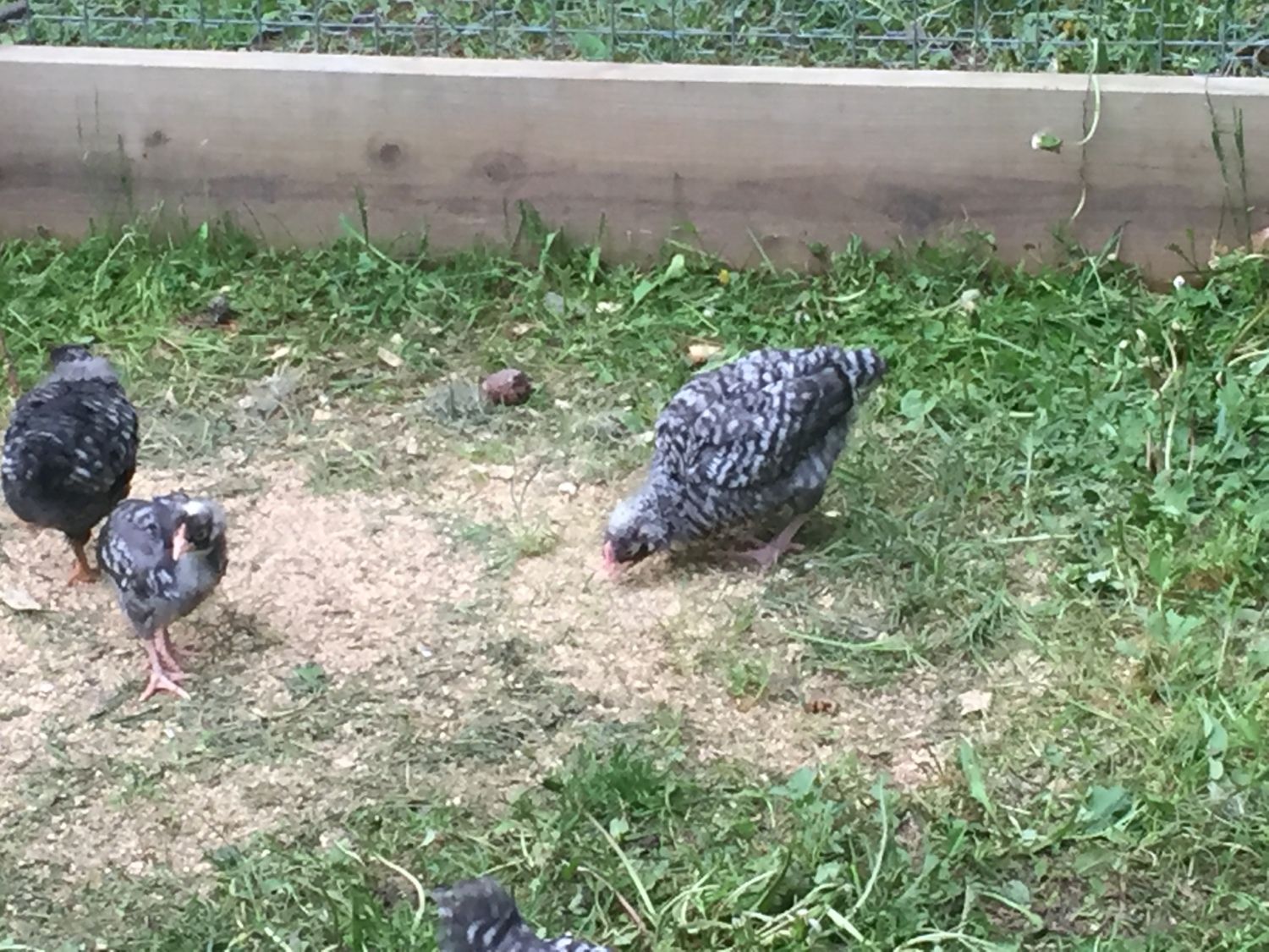 Sight Sexing Barred Plymouth Rock Chicks At Hatch