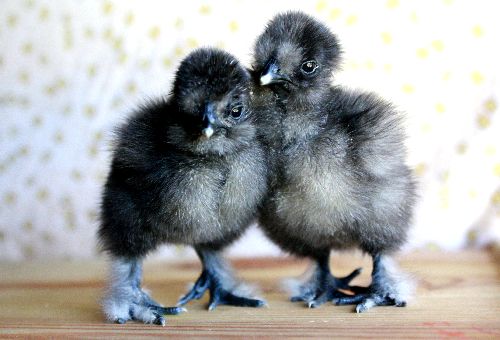 Baby showgirls 2 days old