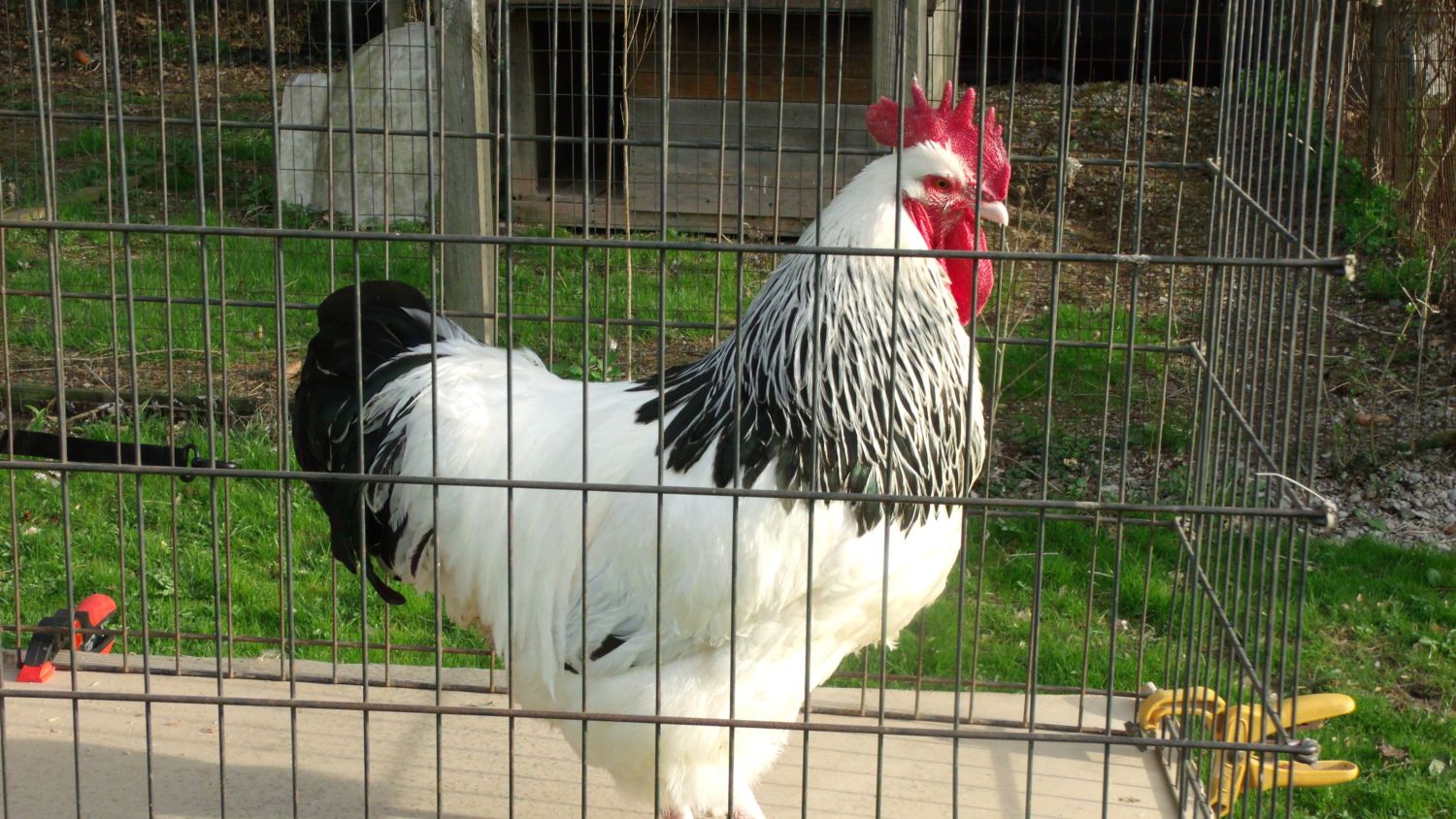 3riverschick's photos in Heritage Large Fowl Thread, Phase II